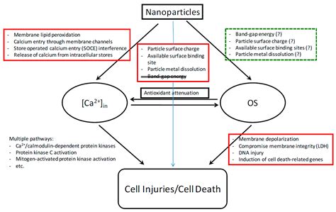 Ijms Free Full Text The Toxicity Of Nanoparticles Depends On Multiple Molecular And