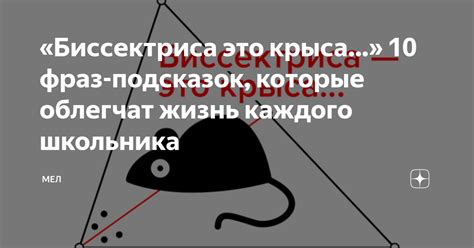 «Биссектриса это крыса…» 10 фраз-подсказок, которые облегчат жизнь ...