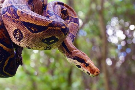 Cobra de estimação 7 espécies que podem ser criadas em casa