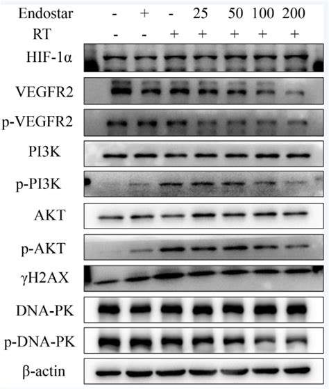 Phospho Vegfr2 Tyr1059 Antibody Affinity Biosciences Ltd亲科生物官网