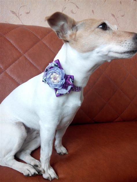 Purple Dog Collar With Flower/purple Birthday Dog | Etsy | Purple dog ...