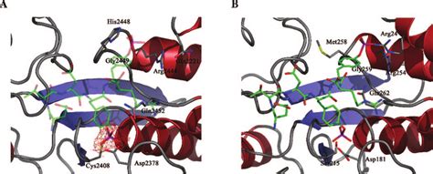 Comparison Of The Catalytic And Secondary Phosphotyrosine Binding Site Download Scientific