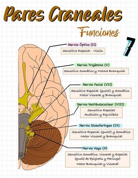Esquema De Pares Craneales Futuros Fonoaudiologos Images