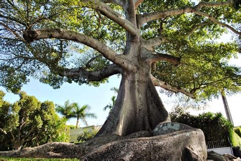 La Majestuosa Y Longeva Ceiba Es Patrimonio Natural De Venezuela