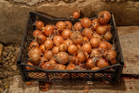 Patterson Onion Plants Sunbelt Transplants