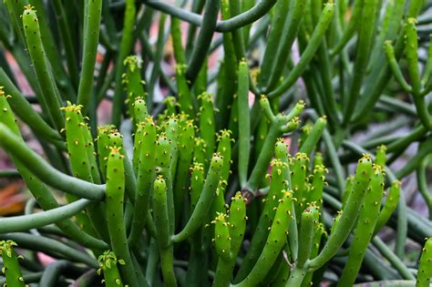 Excellent Euphorbia Varieties Horticulture Magazine