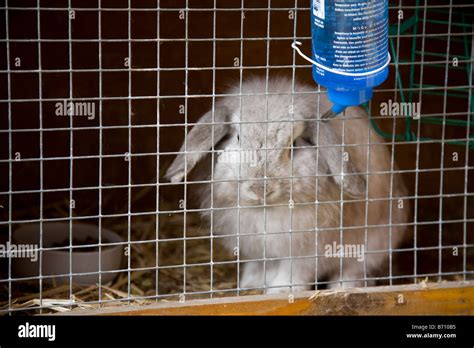 Rabbit Hutch High Resolution Stock Photography and Images - Alamy