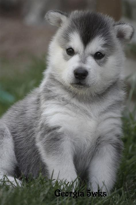 Do Alaskan Malamutes Have Blue Eyes