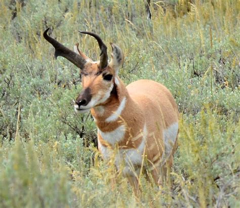 Pronghorn Pronghorn Paulrich786 Flickr