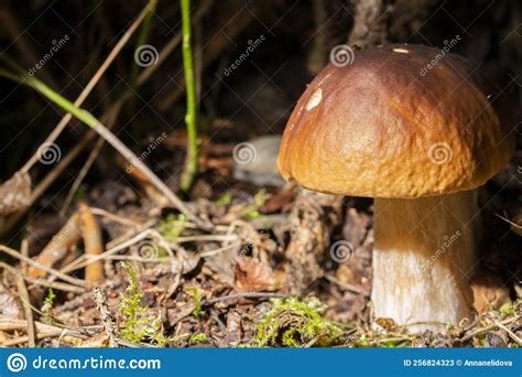 Porcini Edible Mushroom Boletus Edulis Bull Or Borowik Szlachetny