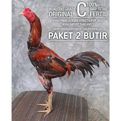 Jual Ayam Bangkok Pama Super Pukul Mati Telur 2 Butir Grade C Shopee