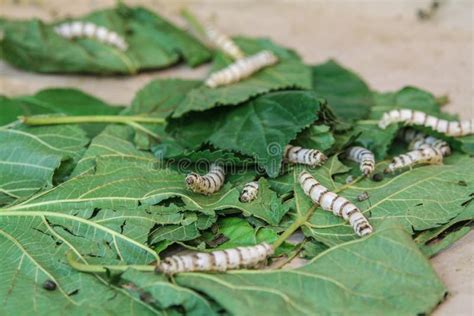 Silkworm Eating Fresh Mulberry Leaf Stock Image Image Of Larvae