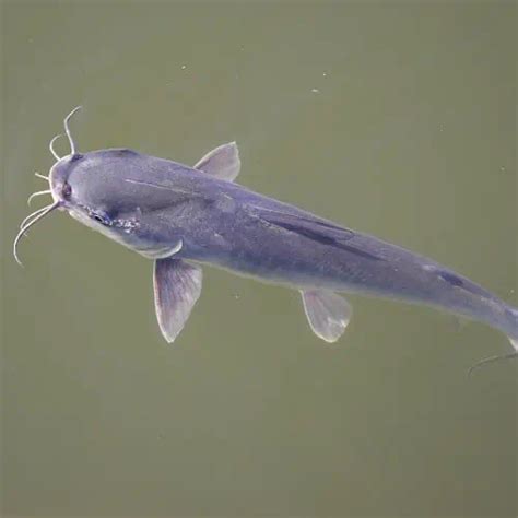 Are Catfish Dangerous Surprising Facts And Incidents Pond Informer