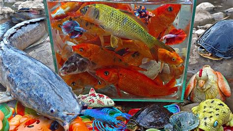 Menemukan Ikan Hias Warna Warni Disungai Ikan Cupang Ikan Lele Besar