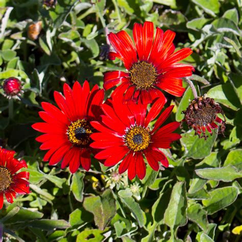 Arctotis 'Heidi'