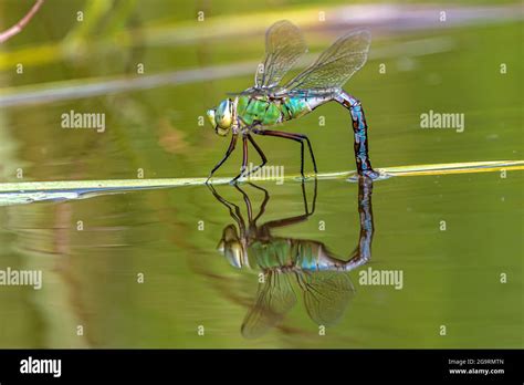 Southern Or Blue Hawker Aeshna Cyanea Resting Stock Photo Alamy