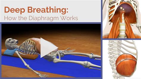 Dr. Ray Long: Yogic Deep Breathing - How the Diaphragm Works - YogaUOnline