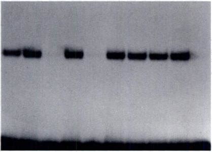 ca movements     nucleus revealed  modulating
