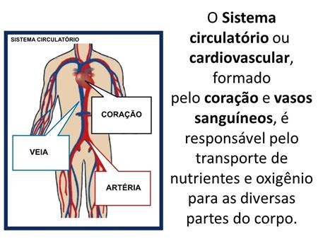 Atividade Sobre Sistema Circulatório ROAREDU