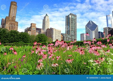 Chicago Skyline from Lurie Garden Stock Photo - Image of building ...