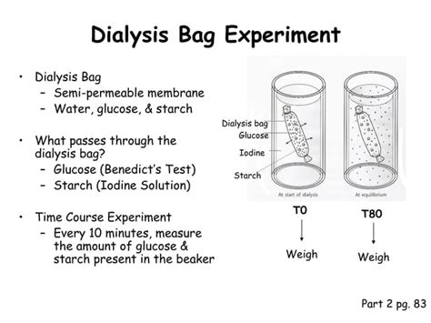 Ppt Diffusion And Osmosis PPT