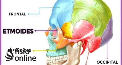 Etmoides Qué Es Significado Ubicación Función Y Lesiones