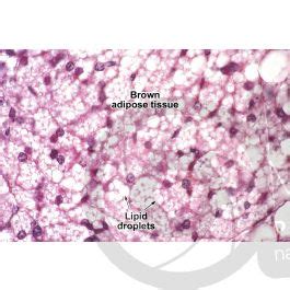 Rat Multilocular Adipose Tissue Transverse Section X