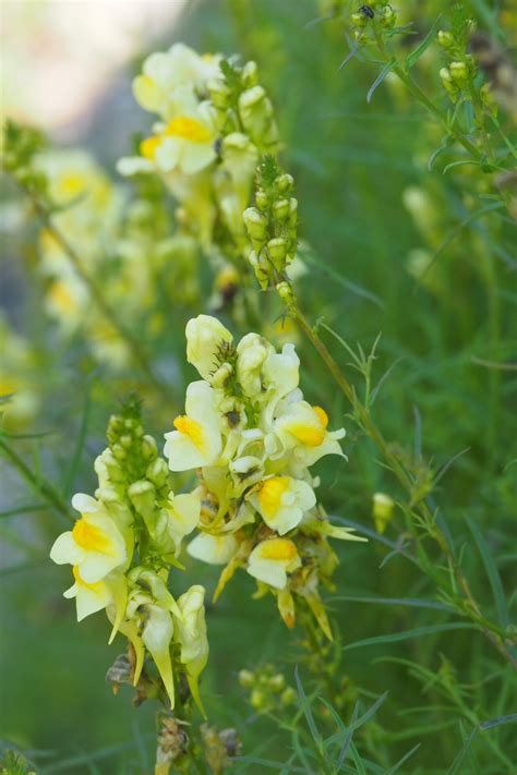 Linaria Vulgaris Echtes Leinkraut Frauenflachs Flora Di Berna