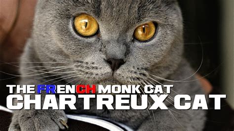 10 Chartreux Cat Facts The French Monk Cat Animal A Day Youtube