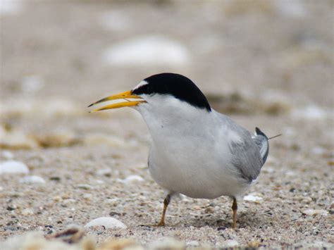 Birds That Look They Are Wearing Sunglasses Audubon California