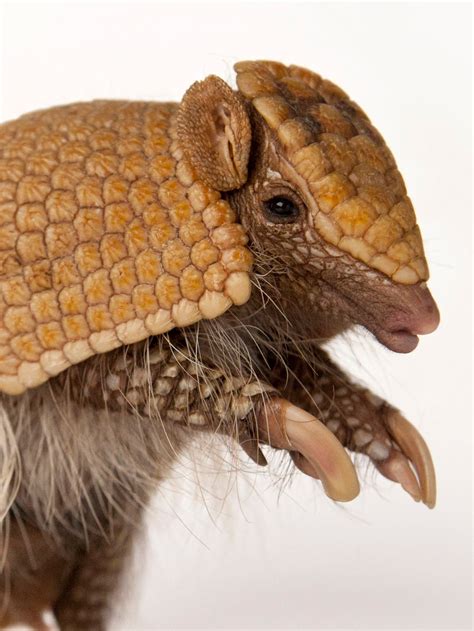 Where Do Armadillos Live