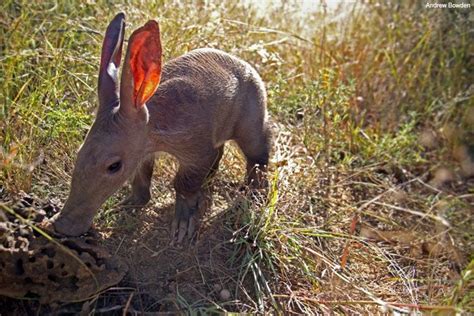 You May Know That Aardvark Are Specialised To Eat Termitesants But