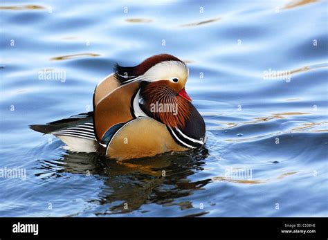 Male Mandarin Duck Stock Photo Alamy