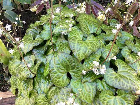 Photo #67582 | Beesia calthifolia | plant lust