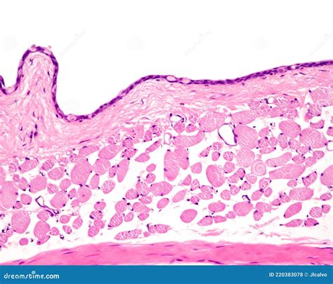 Eye. Conjunctiva And Sclera Stock Photo | CartoonDealer.com #220383078