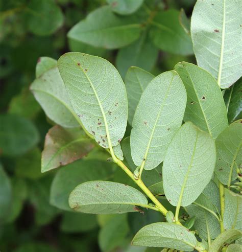 Salix hastata - Изображение особи - Плантариум