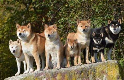 Shiba Inu Der Japanische Hund Mit Charakter Hundeinfoportal