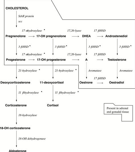 Congenital Adrenal Hyperplasia Pathway