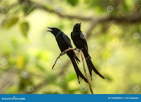 Black Drongos Dicrurus Macrocercus Sitting On Branch Native To The