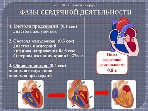 Физиология сердца - презентация онлайн