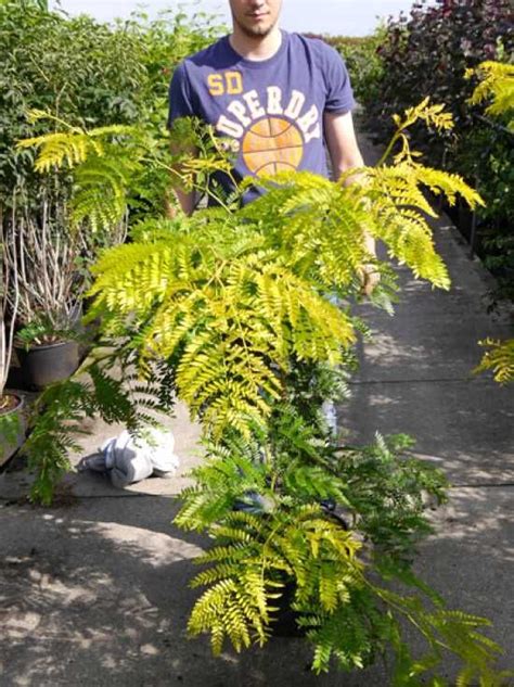 Gold Gleditschie Gleditsia Triacanthos Sunburst Kaufen