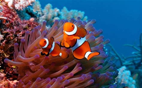 Fakta Unik Ikan Nemo Film Klasik Disney Finding Nemo