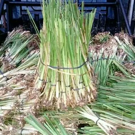 Jual Tanaman Rumput Vetiver Akar Wangi Penahan Longsor Erosi