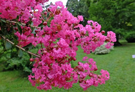 Lagerstroemia Indica Lythraceae Image At Phytoimages Siu Edu