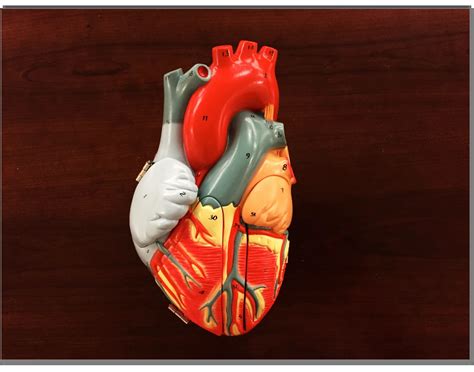 Heart and its Great Vessels Anatomy Quiz