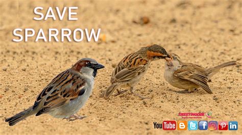 Save Sparrow Save Sparrow Birds Save Sparrow Save World Sparrow Birds