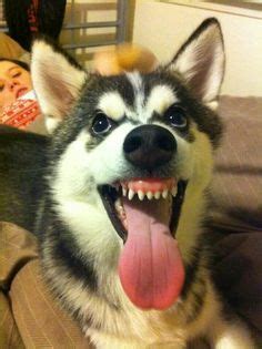 20 Best Scary images | Husky, Dogs, Scary