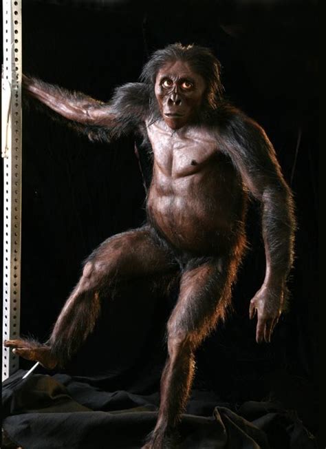 Australopithecus Afarensis Al Lucy Reconstruction By John