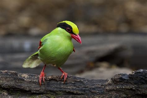 The Most Beautiful Vivid Green Magpie