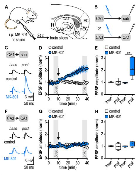 Facilitated Long Term Potentiation Ltp In Ventral Subicular